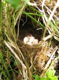 Attēlu rezultāti vaicājumam “Erithacus rubecula nest”