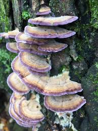 Attēlu rezultāti vaicājumam “Trichaptum biforme”