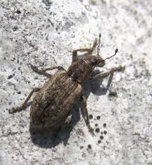 Attēlu rezultāti vaicājumam “Sitona sp.”