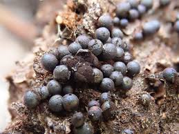 Attēlu rezultāti vaicājumam “Lamproderma columbinum”