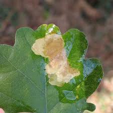 Attēlu rezultāti vaicājumam “Tischeria ekebladella”