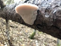 Attēlu rezultāti vaicājumam “Leptoporus mollis”