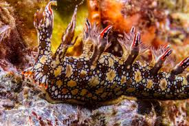 ผลการค้นหารูปภาพสำหรับ Bornella Anguilla