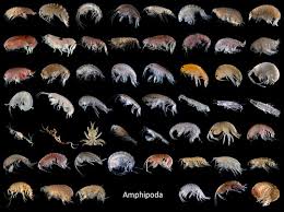 Attēlu rezultāti vaicājumam “Amphipoda”