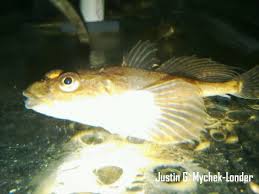 Image result for Myoxocephalus quadricornis