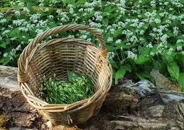 Image result for Bärlauch