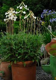 Image result for Sinningia