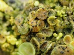 Attēlu rezultāti vaicājumam “Lichenoconium xanthoriae”