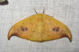 Attēlu rezultāti vaicājumam “Drepanidae”