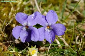 Attēlu rezultāti vaicājumam “Viola hirta”