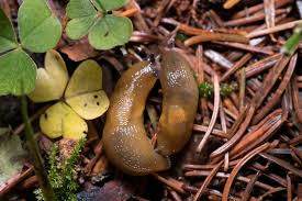 Attēlu rezultāti vaicājumam “Malacolimax tenellus”