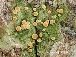 Attēlu rezultāti vaicājumam “Coenogonium pineti”