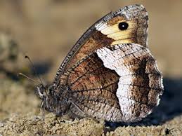 Attēlu rezultāti vaicājumam “Hipparchia alcyone underside”