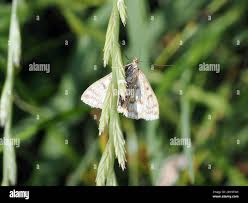 Attēlu rezultāti vaicājumam “Sitochroa verticalis”