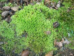 Attēlu rezultāti vaicājumam “Sciuro-hypnum”