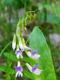 Attēlu rezultāti vaicājumam “Vicia sylvatica flower”