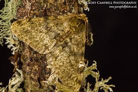 Attēlu rezultāti vaicājumam “Phigalia pilosaria”