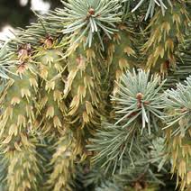 Attēlu rezultāti vaicājumam “Pseudotsuga menziesii var. glauca”