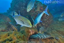 Image result for Caranx melampygus