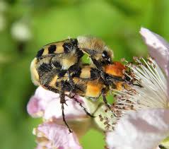Attēlu rezultāti vaicājumam “Trichius fasciatus”