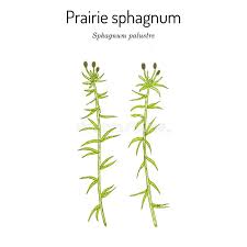 Attēlu rezultāti vaicājumam “Sphagnum palustre”