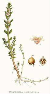 Attēlu rezultāti vaicājumam “Glaux maritima”