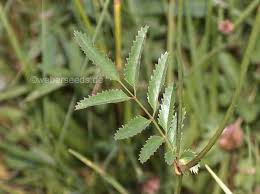 Attēlu rezultāti vaicājumam “Sanguisorba officinalis leaf”