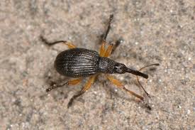 Attēlu rezultāti vaicājumam “Protapion sp.”