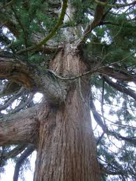 Image result for Hersham Bowling Club