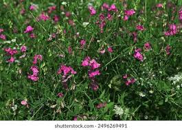 Attēlu rezultāti vaicājumam “Lathyrus tuberosus flower”