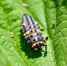 Attēlu rezultāti vaicājumam “Coccinella septempunctata larva”