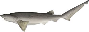 Image result for Notorynchus cepedianus