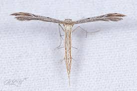 Attēlu rezultāti vaicājumam “Pterophoridae”