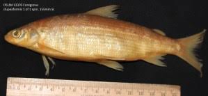 Image result for Coregonus artedi