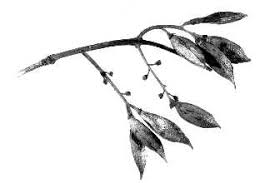 Attēlu rezultāti vaicājumam “Syringa reticulata subsp. amurensis”