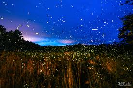 Image result for Fareham Fireflys Yc