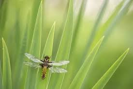 Attēlu rezultāti vaicājumam “Libellula depressa”