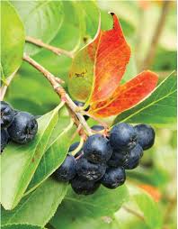 Attēlu rezultāti vaicājumam “Linaria loeselii fruit”