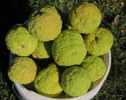 Attēlu rezultāti vaicājumam “Carya ovata fruit”