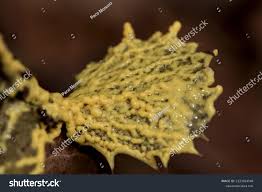 Attēlu rezultāti vaicājumam “Leocarpus fragilis young”