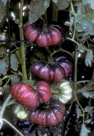 Afbeeldingsresultaat voor purple calabash tomato