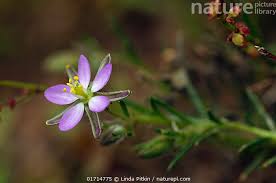 Attēlu rezultāti vaicājumam “Spergularia rubra”
