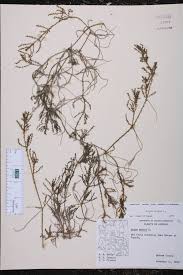 Attēlu rezultāti vaicājumam “Najas major leaf”