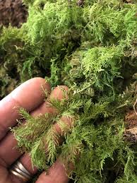 Attēlu rezultāti vaicājumam “Thuidium delicatulum sporophyte”