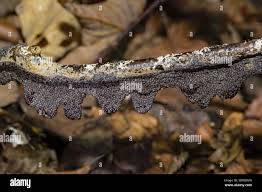 Attēlu rezultāti vaicājumam “Physarum cinereum macro”