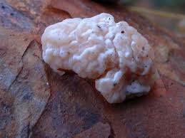 Attēlu rezultāti vaicājumam “Tremella encephala”