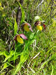 Attēlu rezultāti vaicājumam “Cypripedium calceolus leaf”