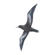 Image result for Puffinus gravis