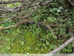 Attēlu rezultāti vaicājumam “Hylocomiastrum umbratum”