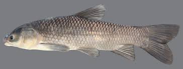 Image result for Mylopharyngodon piceus